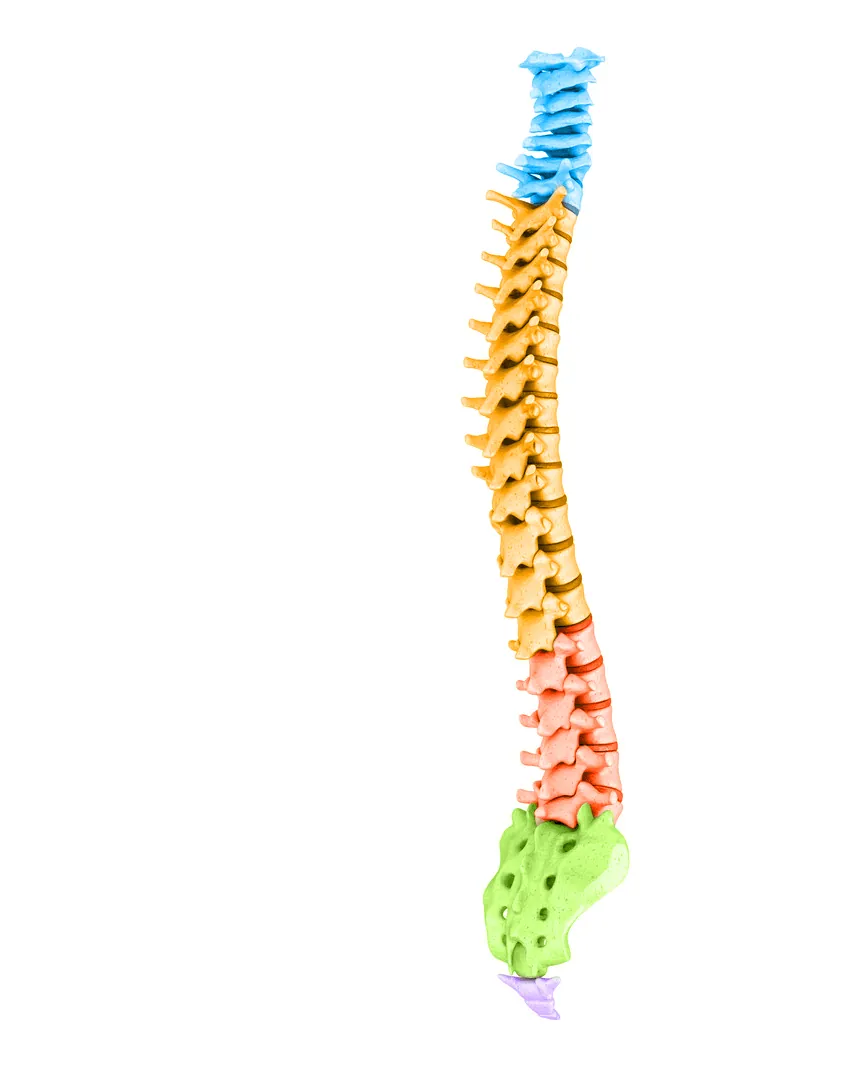 Color-coded model of the full spine
